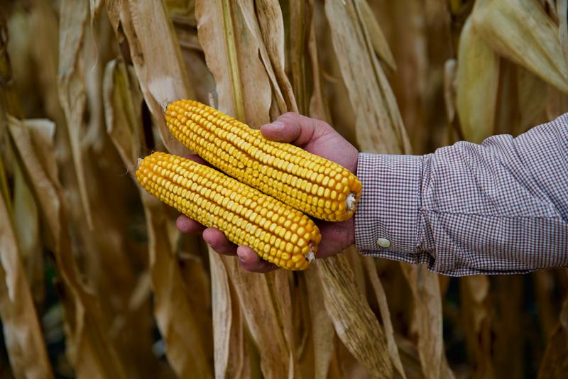 Hand holding corn