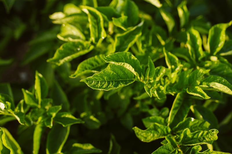 Pepsico_icrop-12