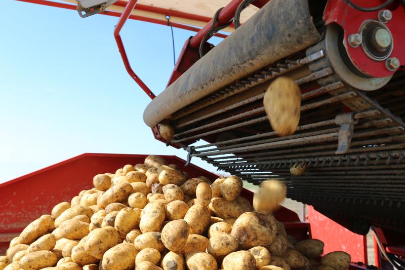 Agricultural potato harvest