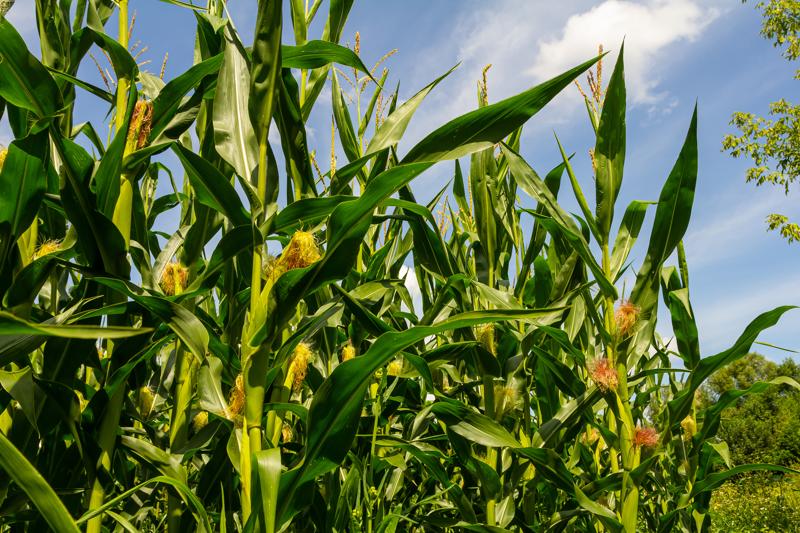 Corn field close up. Selective focus. Green Maize Corn Field Plantation in Summer Agricultural Season. Close up of corn on the cob in a field.