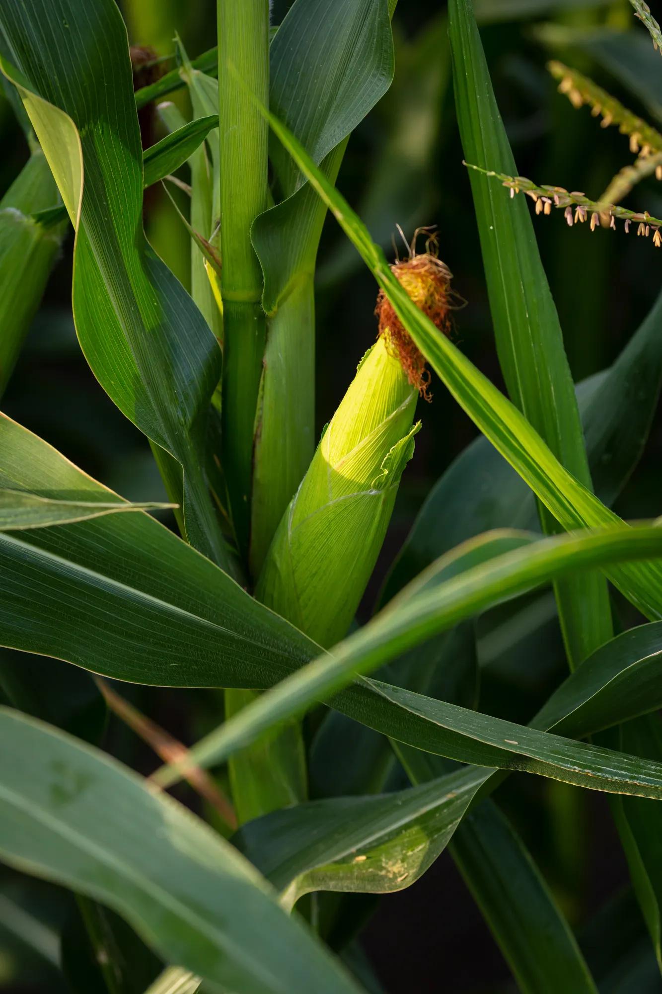 Close up of corn on the cob outdoor, farming