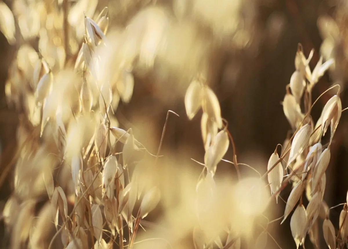 oat genome - stories_story-hero-image-1200x860