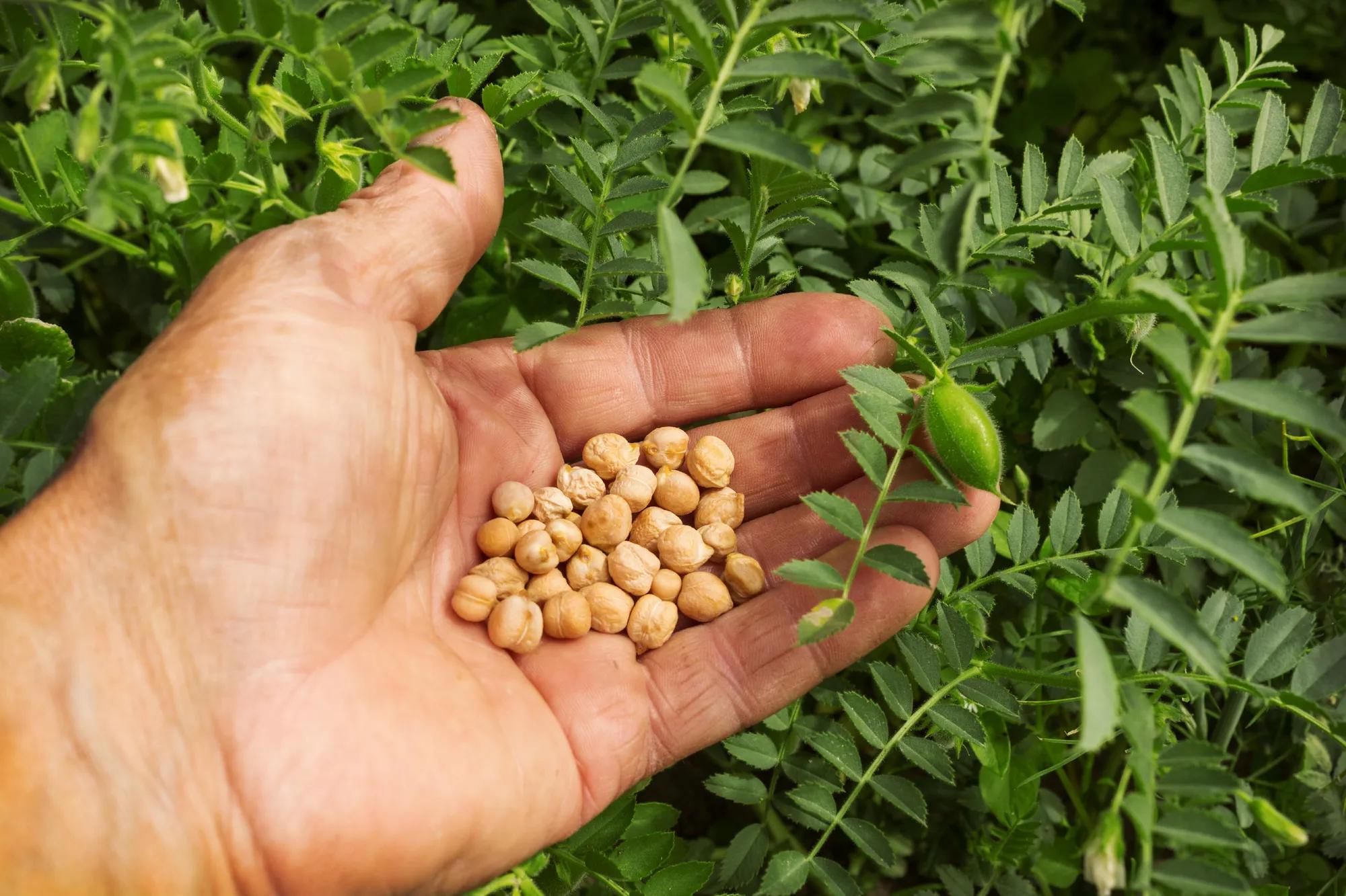 A handful of ripe seeds of chickpeas in the palm farmer