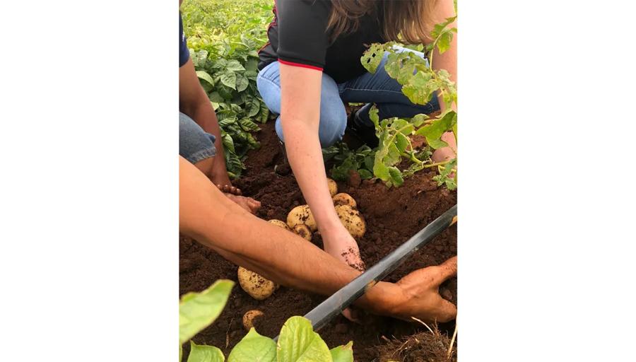 Female farmers in Vietnam digging up potatoes and checking the soil to gauge crop health.