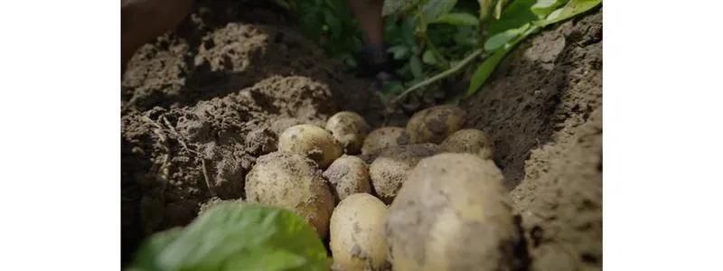 Regenerative agriculture helps build healthier soil, conserve water and reduce carbon emissions to grow crops like potatoes.