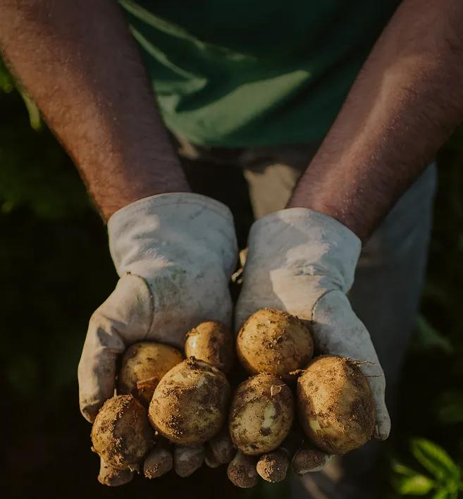 individual-holding-potatoes