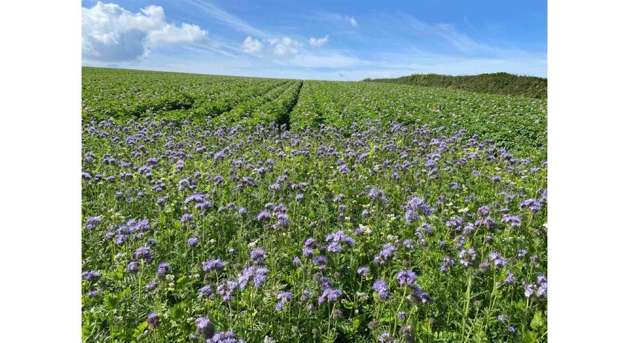 A field of PepsiCo's Biodiversity Mix at the Higher Penrose Farm in Porthleven, U.K.