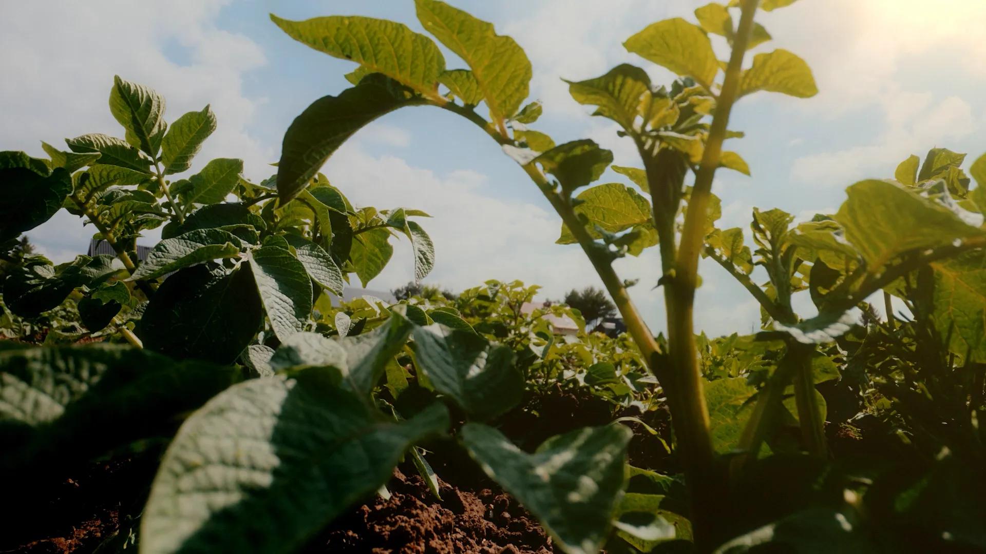 CA-Regen-610_PerryFamilyFarm_Chin AB_2