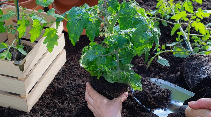 Female hands planting young tomato plants in the vegetable garden under natural sunlight 