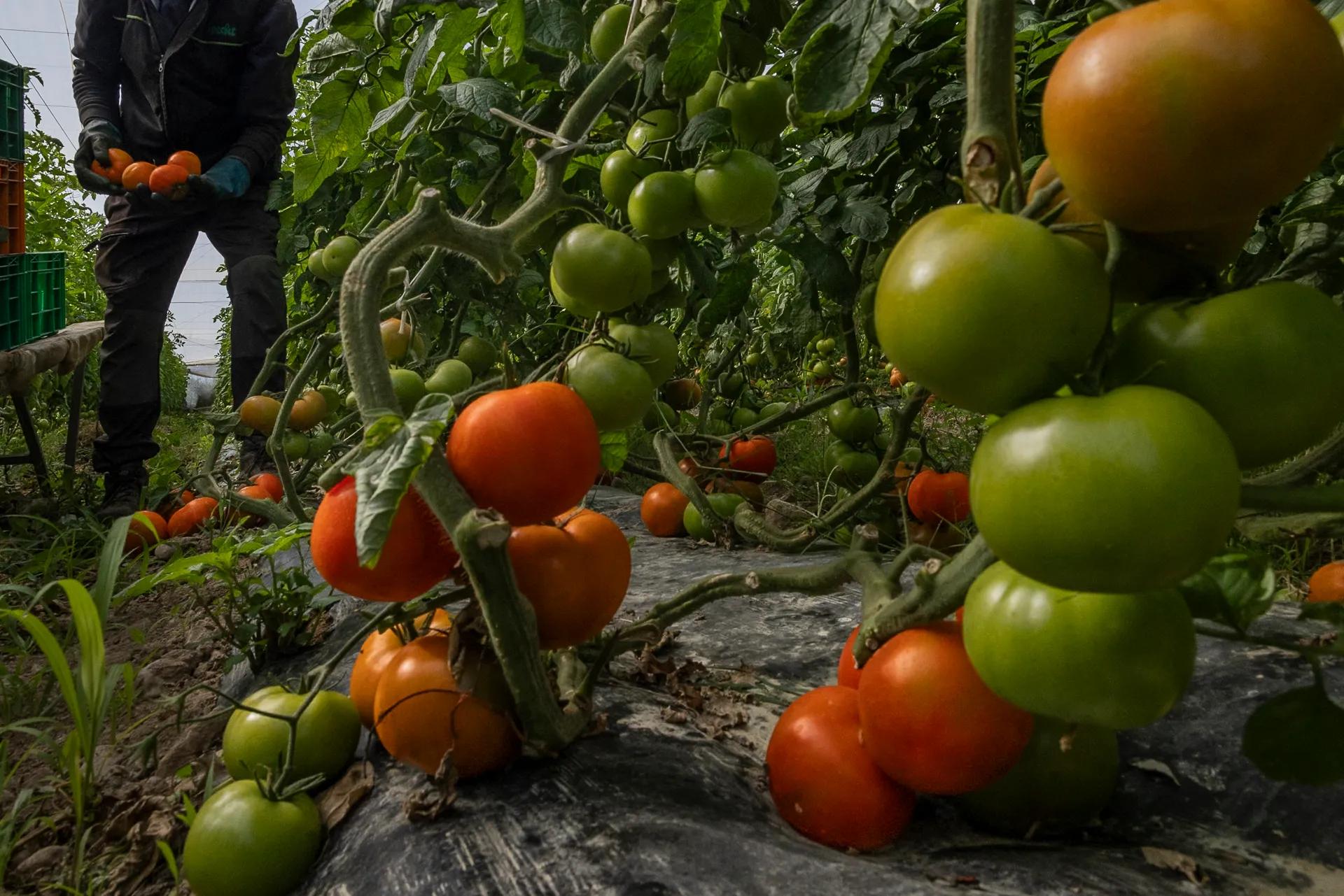 Farm workers harvest tomatoes at Sol de Levante, a family agricultural company in the Murcia region of southeastern Spain. Across extensive farmland and greenhouses, the company grows tomatoes, cucumbers, cauliflower, peppers, broccoli, watermelon and other crops using both organic and conventional farming systems, including crop rotation and practices focused on maintaining soil health and the long-term productivity of the land. Sol de Levante employs approximately 500 workers and supports another 500 families through long-term farming contracts. Much of its produce is supplied to major food companies, including tomatoes harvested for Alvalle gazpacho, produced nearby in Alcantarilla, where more than 90 percent of the vegetables used are sourced from farms within 200 kilometers (125 miles) of the factory.

Photo by John Stanmeyer/VII