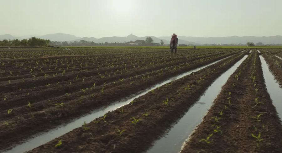 thai-farmer-Planting