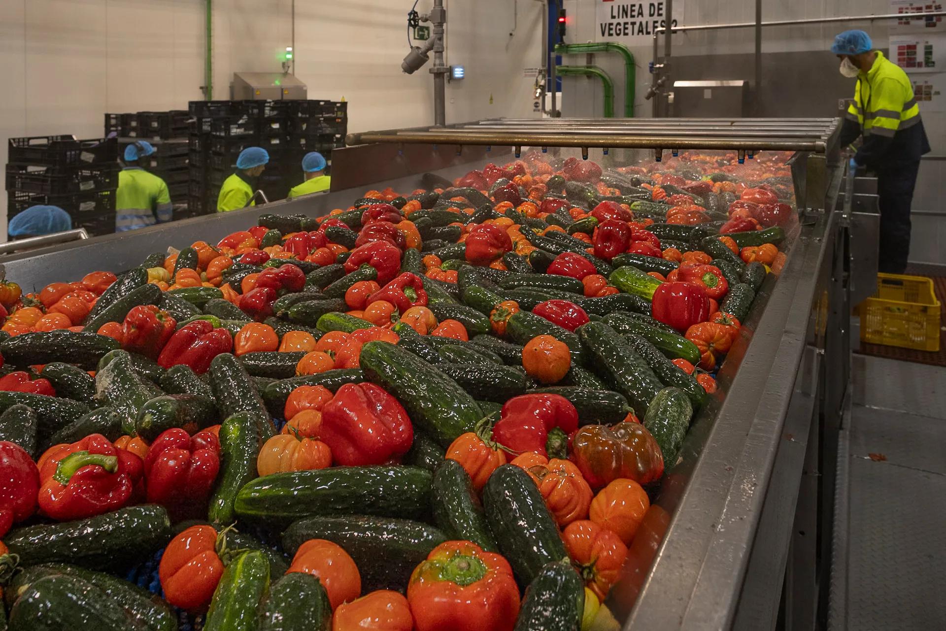 Workers process freshly harvested tomatoes, peppers, cucumbers and onions at the Alvalle gazpacho factory in Alcantarilla, Murcia. Owned by PepsiCo, the 40,000-square-meter facility is the exclusive global production site for Alvalle gazpacho and cold soups, producing more than 25 million liters per season. More than 90 percent of the vegetables used are grown within 200 kilometers (125 miles) of the factory, primarily in Murcia, Almería and Alicante, including produce from regenerative and organic farms. Harvested at peak ripeness, the vegetables are delivered to the plant within hours, then washed, inspected and moved into production.
