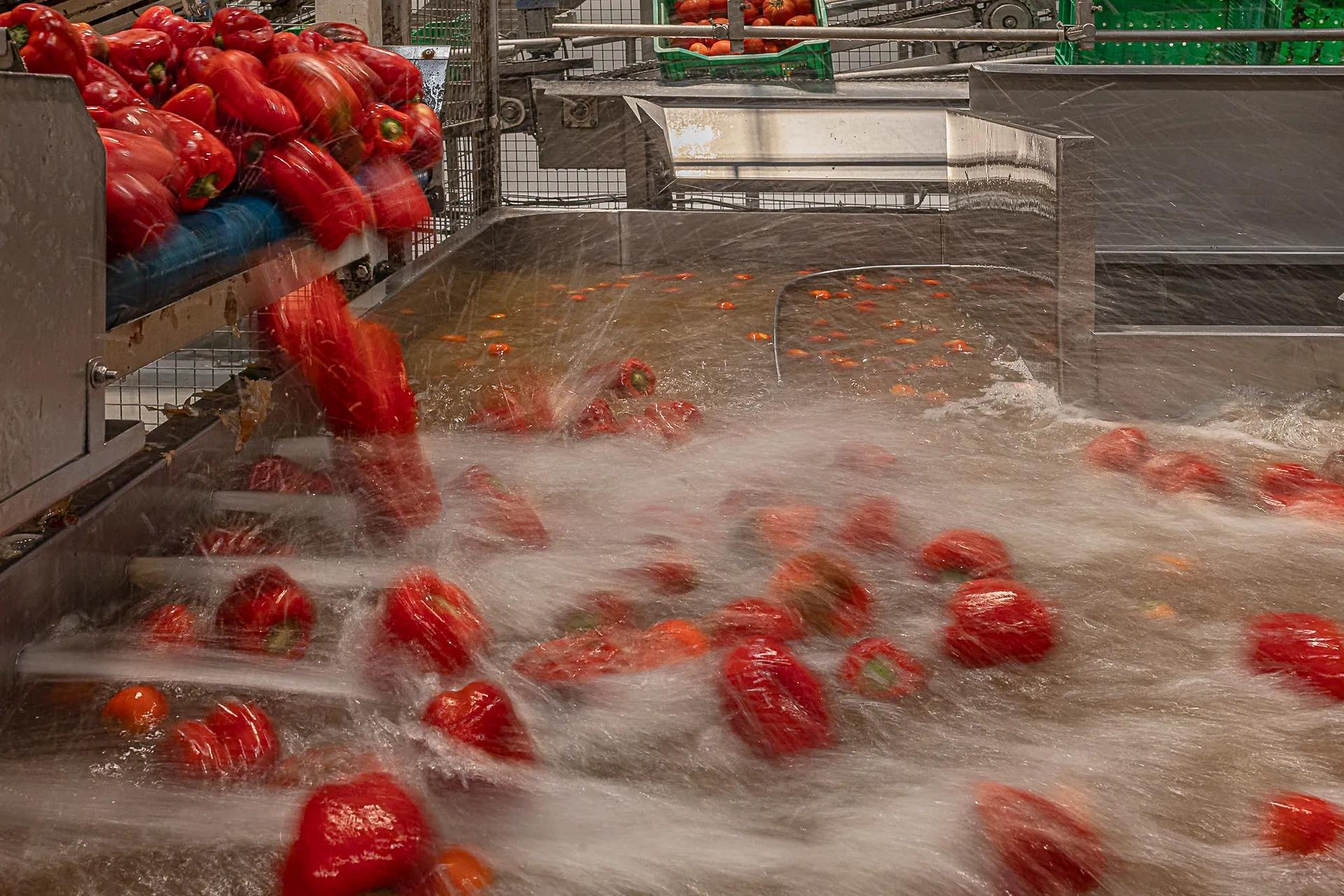 Workers process freshly harvested tomatoes, peppers, cucumbers and onions at the Alvalle gazpacho factory in Alcantarilla, Murcia. Owned by PepsiCo, the 40,000-square-meter facility is the exclusive global production site for Alvalle gazpacho and cold soups, producing more than 25 million liters per season. More than 90 percent of the vegetables used are grown within 200 kilometers (125 miles) of the factory, primarily in Murcia, Almería and Alicante, including produce from regenerative and organic farms. Harvested at peak ripeness, the vegetables are delivered to the plant within hours, then washed, inspected and moved into production.