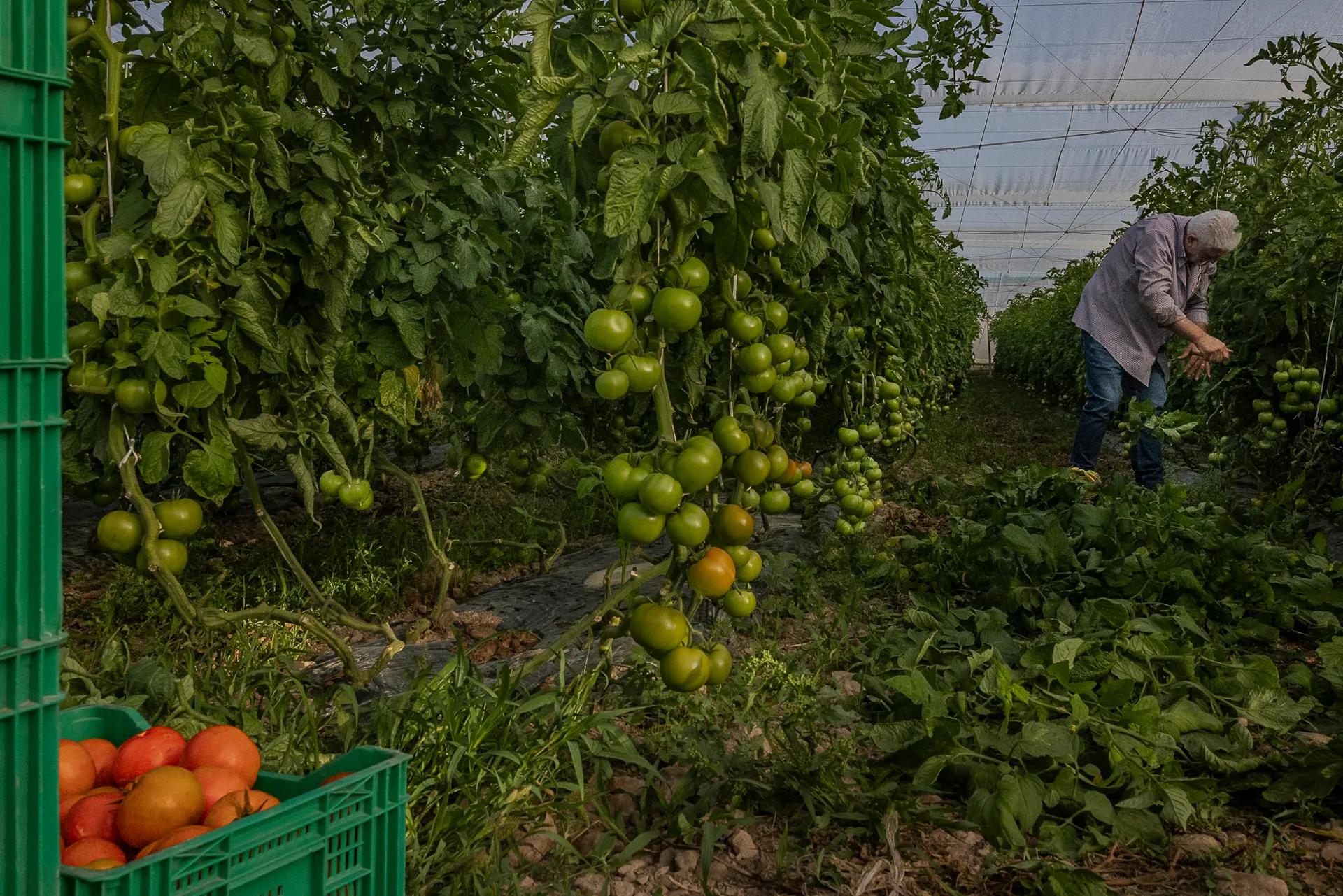 Farmer José Gómez (63), together with his wife, built Sol de Levante, a family agricultural company in the Murcia region of southeastern Spain. Their son, José Luis Gómez (37), a civil engineer and among the first generation of the family, together with his brother, to receive a university education, chose to leave his profession and return to the land to help lead and continue the family business.

Across extensive agricultural lands and greenhouses, Sol de Levante cultivates tomatoes, cucumbers, cauliflower, peppers, broccoli, watermelon and other crops using both organic and conventional farming systems, including crop rotation. Their work combines large-scale food production with practices focused on maintaining soil health and the long-term productivity of the land. Today, the company supplies produce to major companies across Spain and internationally, employing approximately 500 workers and supporting another 500 families through long-term farming contracts.  

Photo by John Stanmeyer/VII