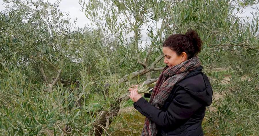 Maria del Mar Trojan checking her olive trees in Jaén, Spain.